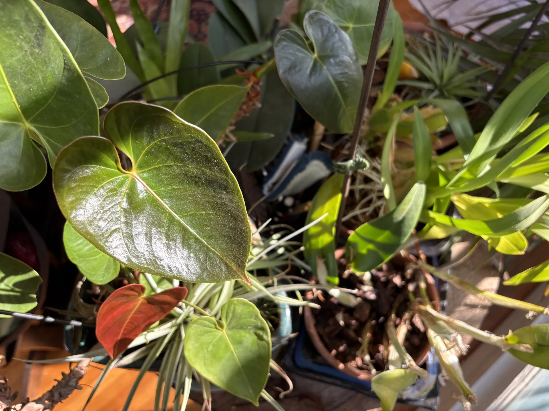 a variety of houseplants with similar sunlight needs