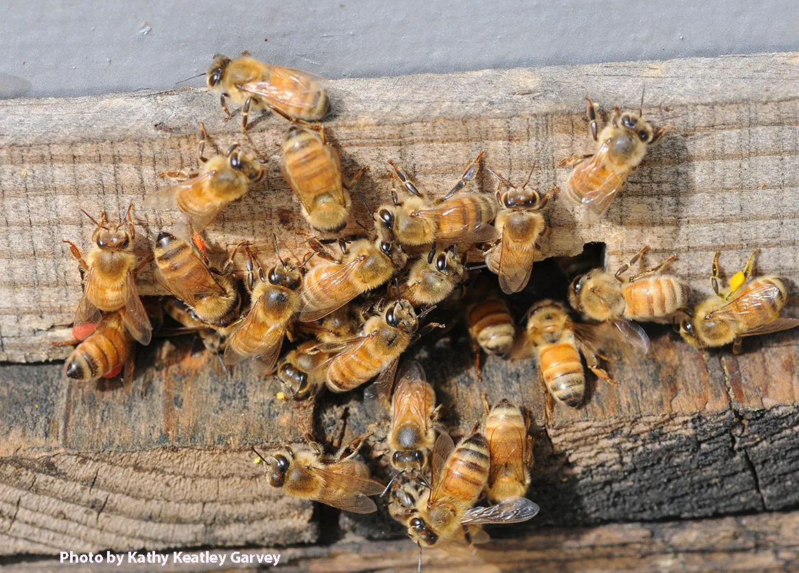 Honey bees at entrance to their hive. (Photo by Kathy Keatley Garvey)