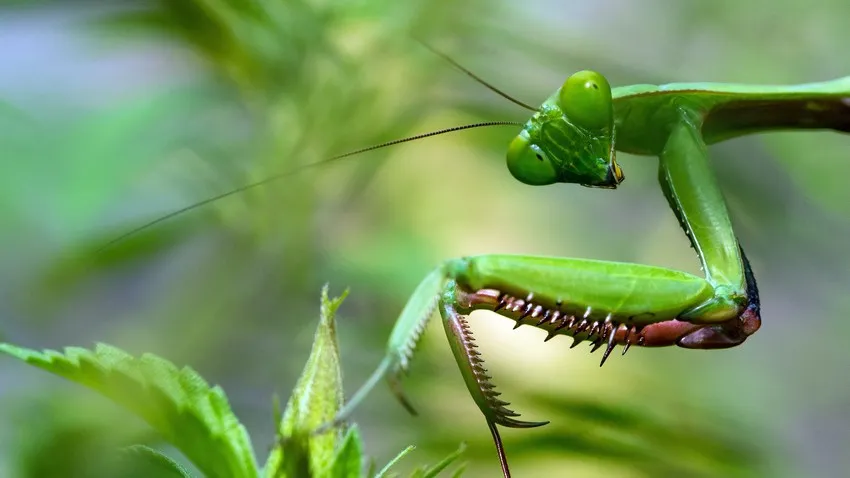 Praying mantis on foliage 