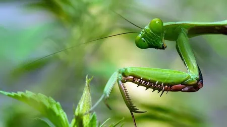 Praying Mantis small