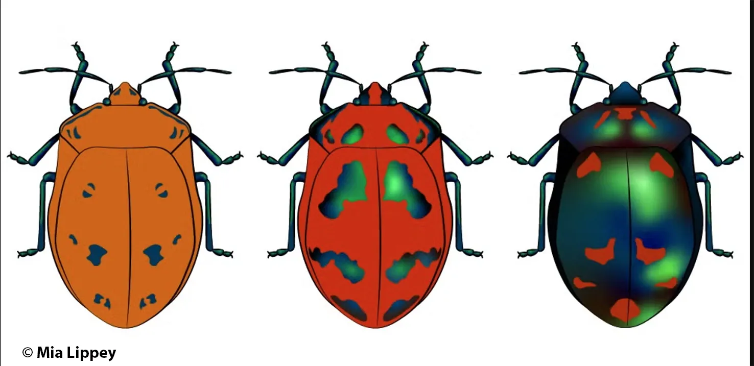 Three beetles. Mia Lippey is also a talented artist and illustration.