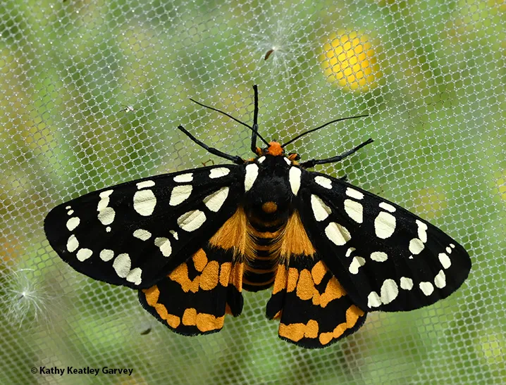 Ranchman's tiger moth. (Photo by Kathy Keatley Garvey)