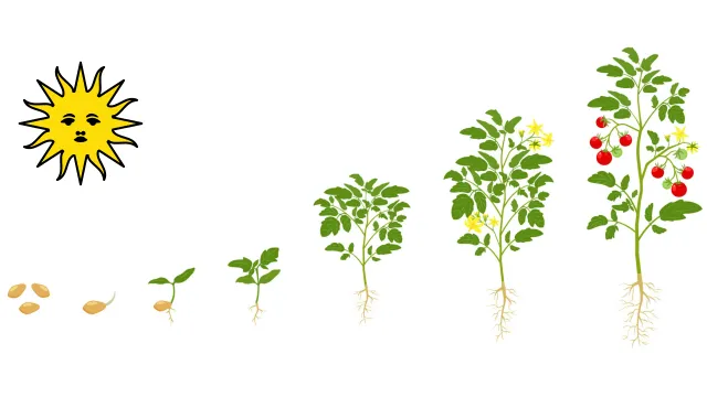 Graphic of sun above tomato plants at different growth stages