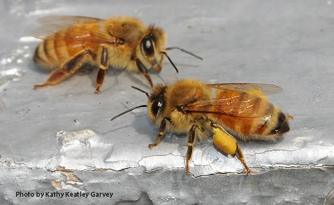 A honey bee returning to her hive with a load of yellow pollen. (Photo by Kathy Keatley Garvey)