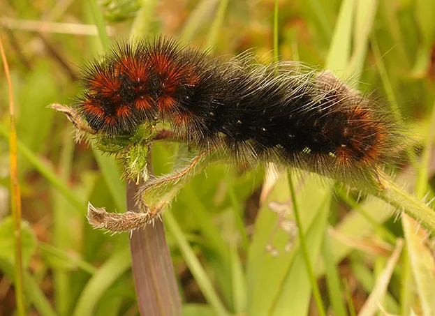 Wooly bear caterpillar, Bodega Head. (Photo by. Kathy Keatley Garvey)