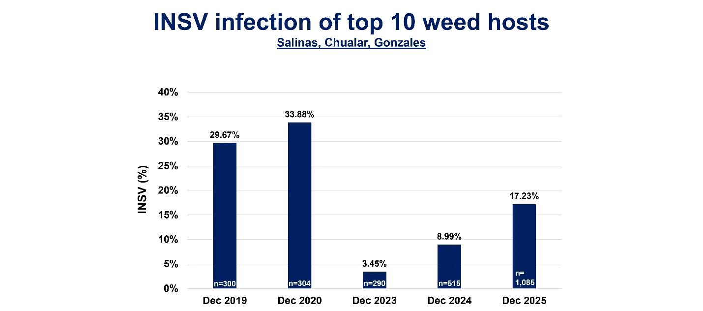 This is a bar graph of INSV Incidence with percentage INSV incidence on the y-axis and sampling year on the x-axis.