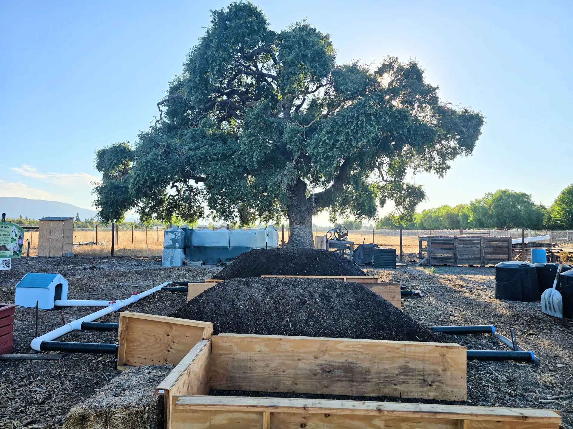 Aerated Static Pile system with majestic oak tree in background