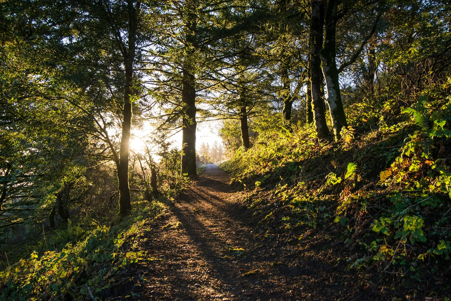 Path leading through a forest of trees