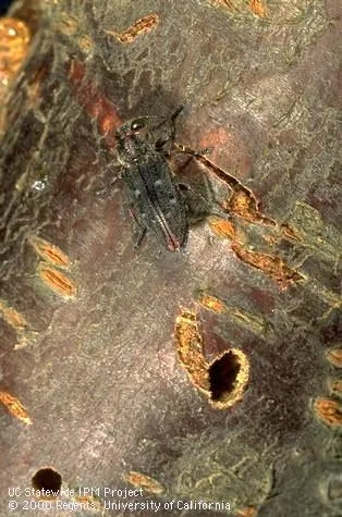 Two adult emergence holes and an adult Pacific flatheaded borer, Chrysobothris mali. (UC IPM Photo by Jack Kelly Clark)