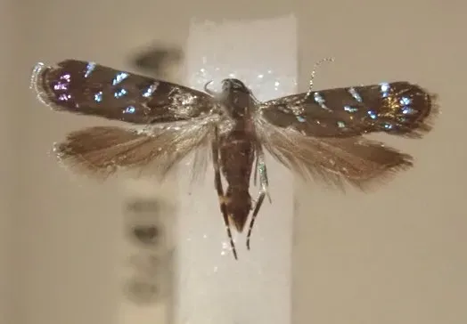 The tiny "Bling Moth," Strobisia iridipenella. This iridescent moth has a wingspan (both wings open) of about 1 centimeter. (Curated and photographed by Jeff Smith, Bohart Museum of Entomology)