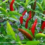 Super Thai Hot Pepper, Pinetree Garden Seeds