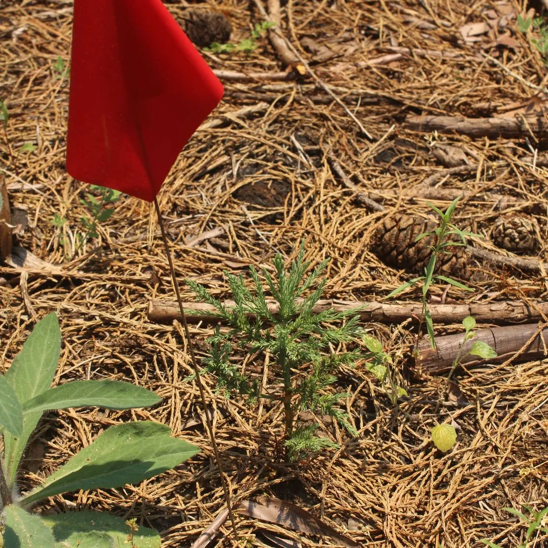 Small incense cedar seedling with a red flag marker to the left.