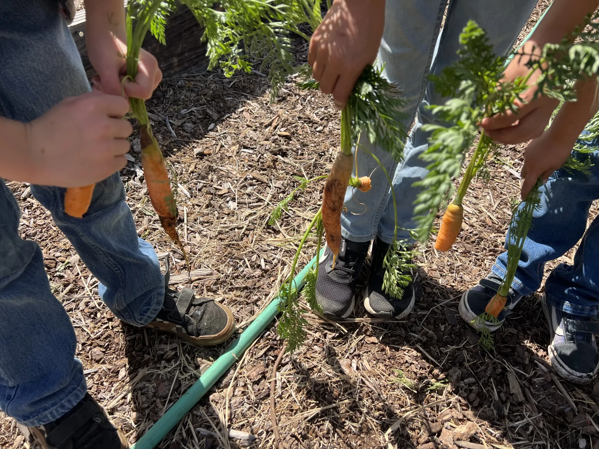 Kids holding carrots