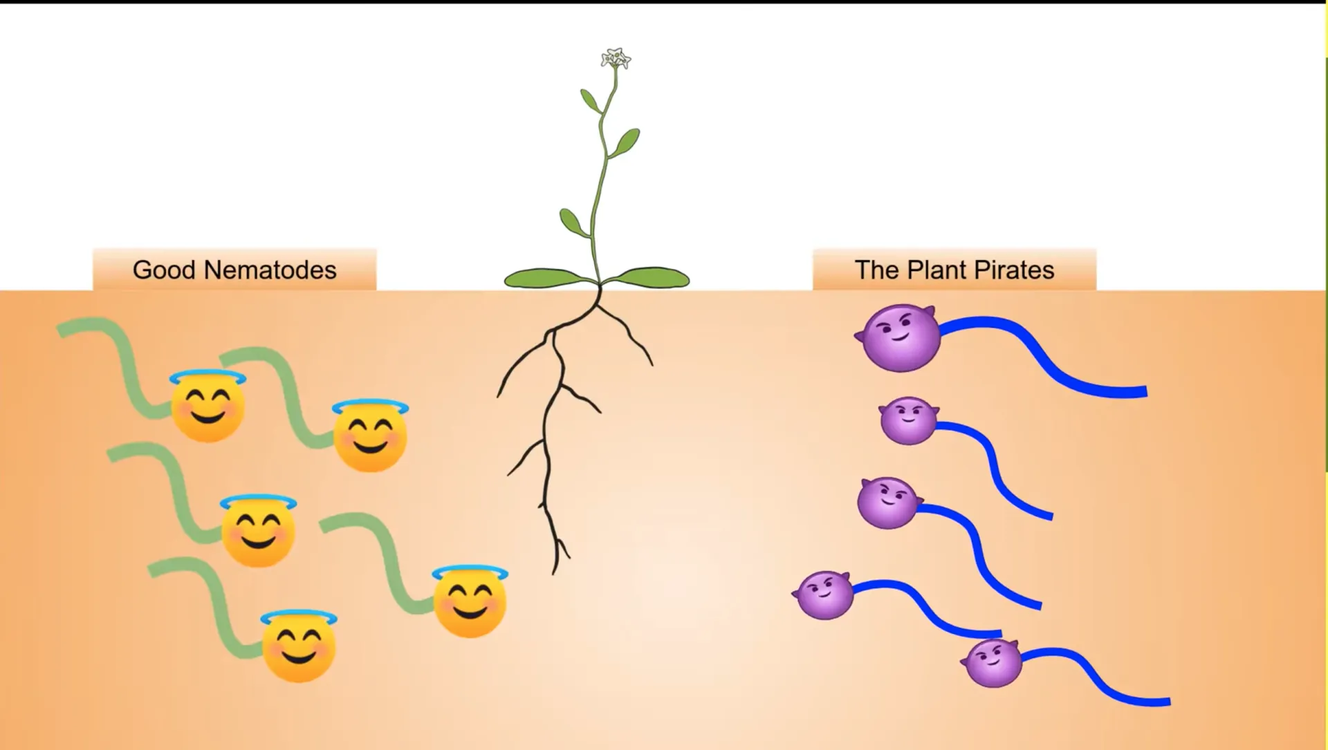 A slide from Pallavi Shakya's talk: Good nematodes and bad nematodes