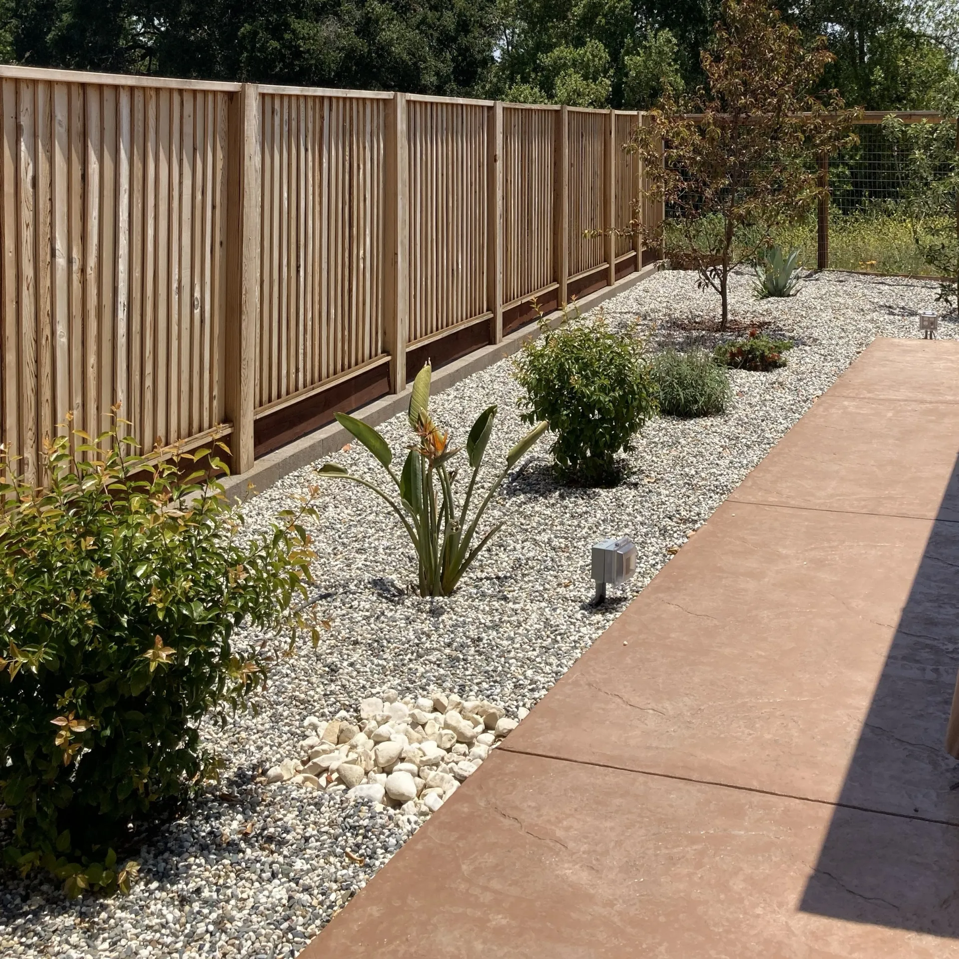 An area of landscaping between a fence and a pathway. The plants are spaced out in a row, with rock mulch between them.