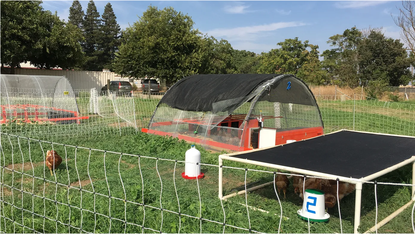 A chicken struts on green grass inside a fence. Inside the fence is a include a covered coop and a solid tarp structure with chickens under it. 