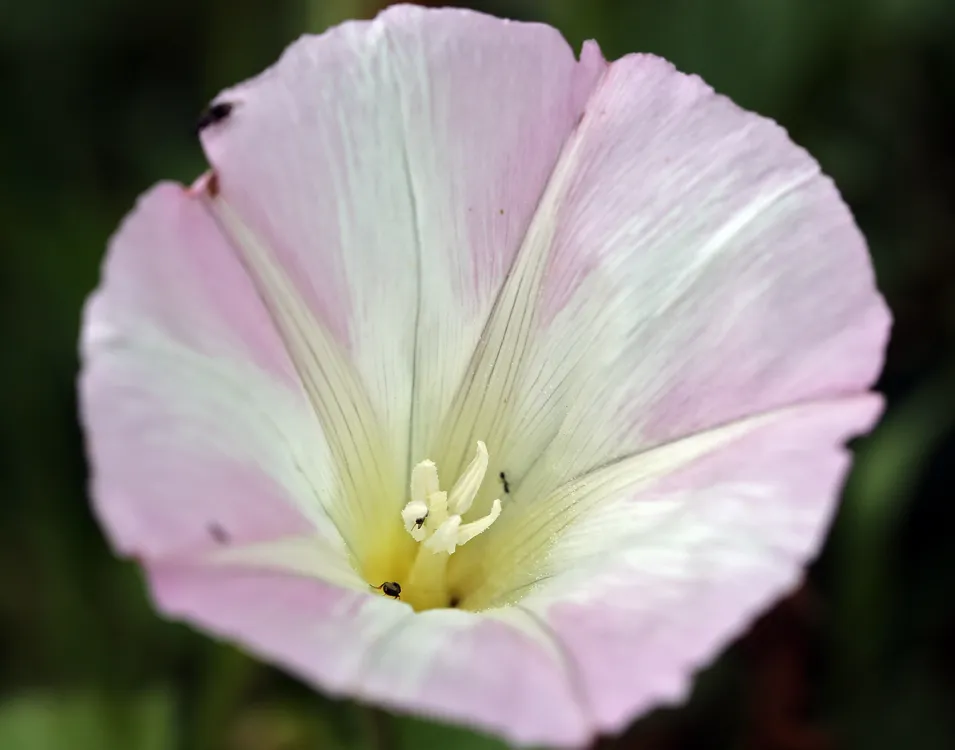 island morning glory