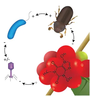 An illustration showing coffee berry dynamics