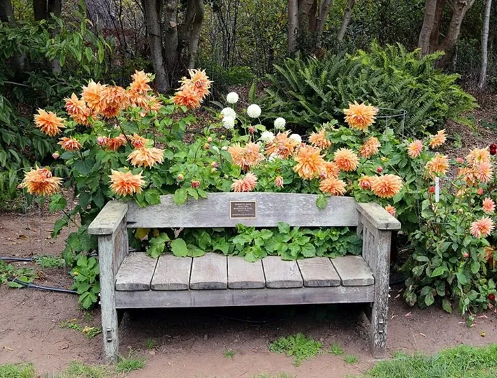 dahlias growing behind a bench