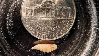 Una larva del gusano barrenador junto a una moneda de cinco centavos.