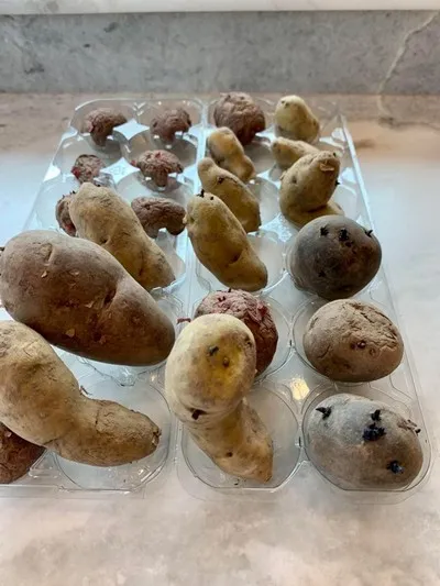 Potatoes in tray