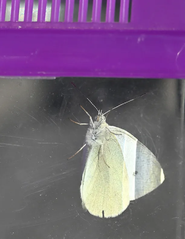 The cabbage white butterfly, Pieris rapae, collected by Kat Calderala. (Photo by Kathy Keatley Garvey)