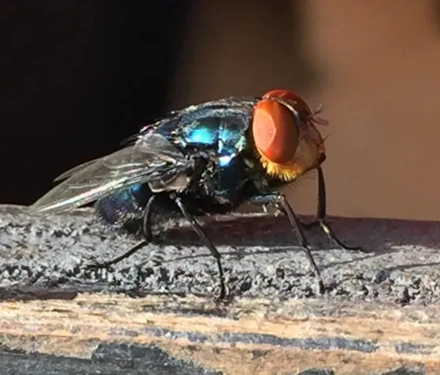 Acercamiento de una mosca común con ojos naranja.