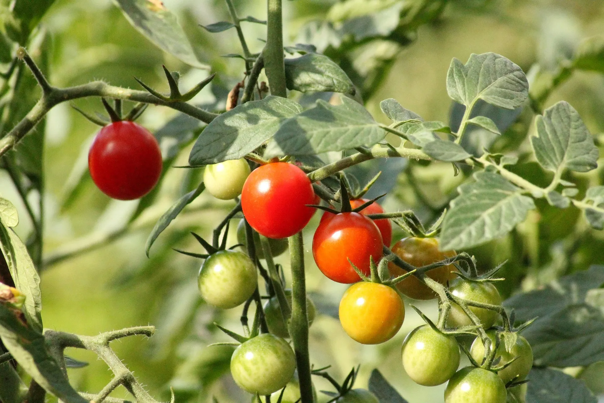 Photo of tomatoes growing on a vine.