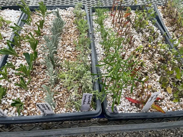 Plant cuttings rooting in trays.
