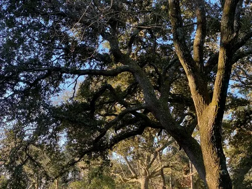 Trees for hazard assessment-small