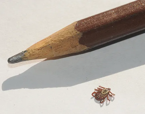 An American dog tick, Dermacentor occidentalis, next to a pencil to show its size. (Photo by Kathy Keatley Garvey)