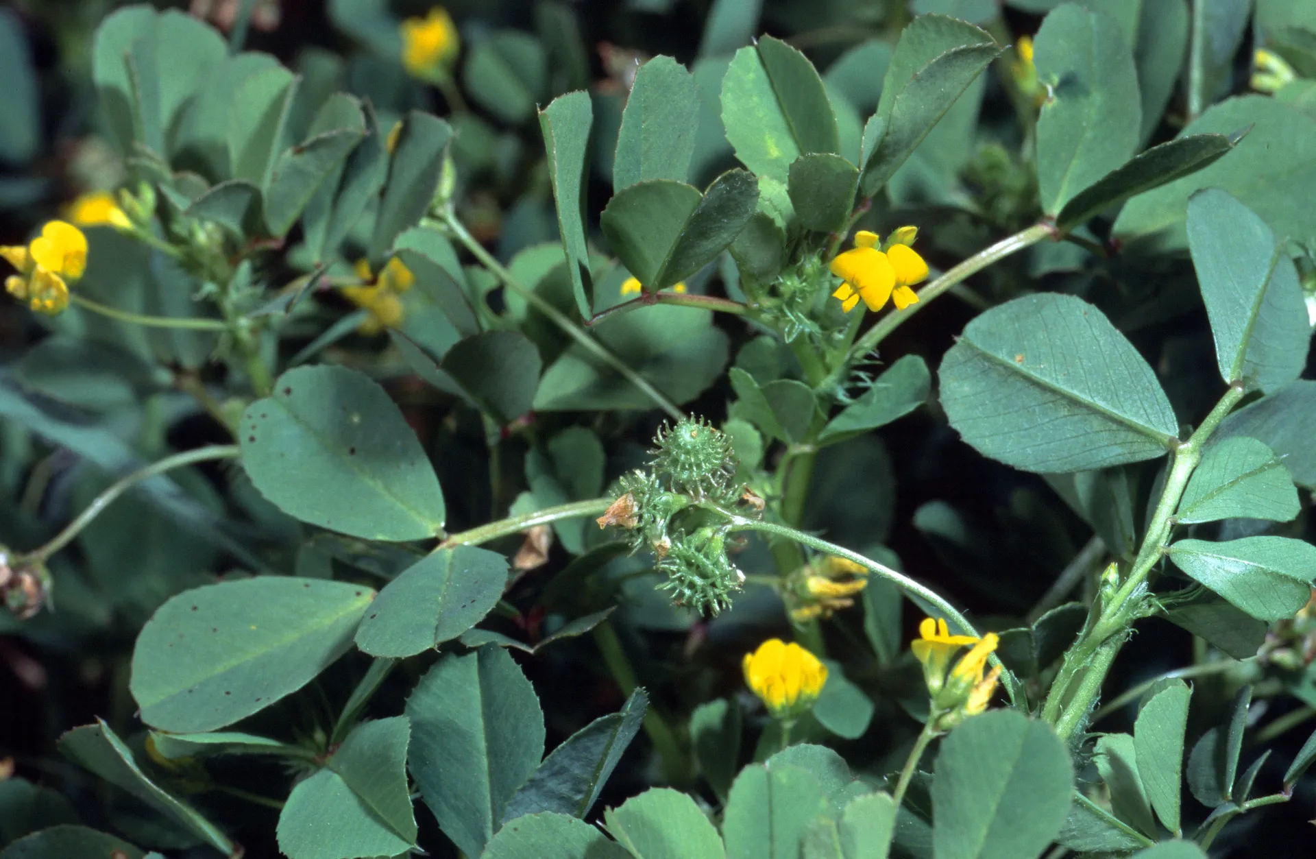 A close-up of a California burclover plant showing deep green compound leaves with 3 leaflets, small yellow flowers, and green, round, spiny seeds.
