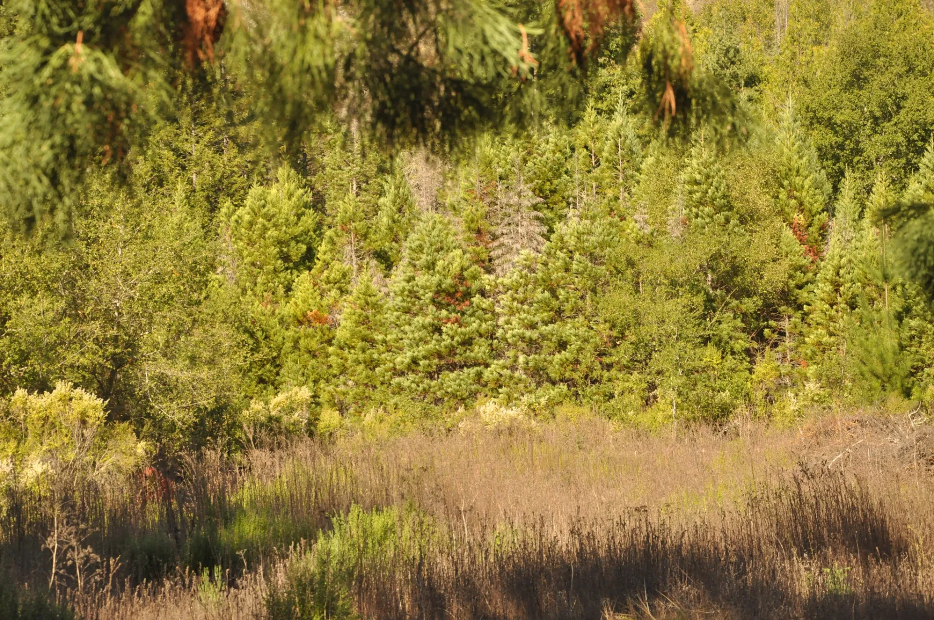 Conifer encroachment on a meadow.