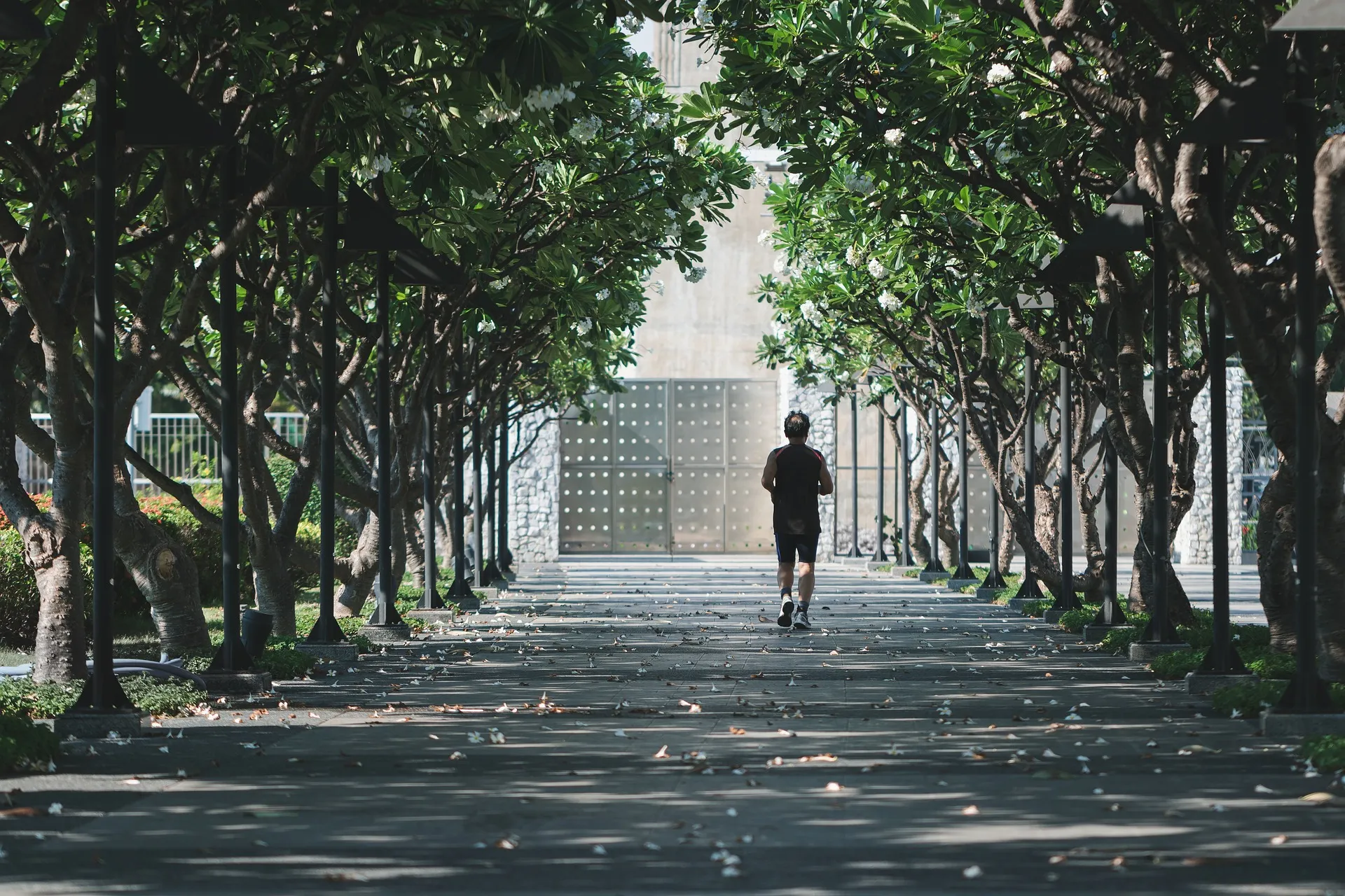Photo of a jogger on a lovely, shaded, tree-lined walkway.