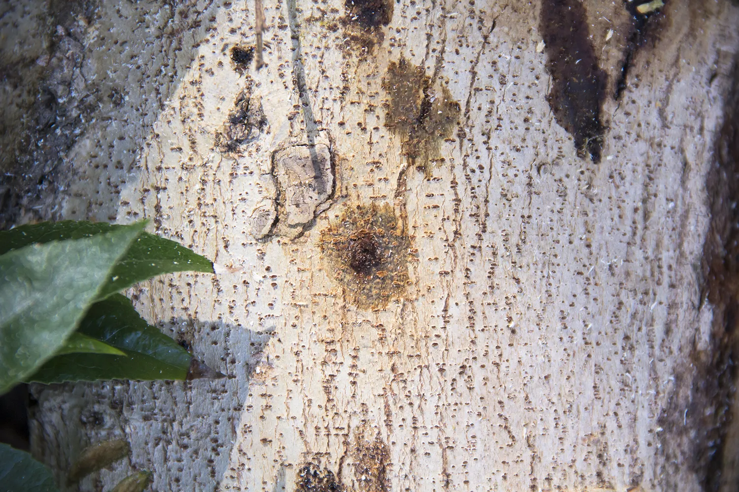 Symptoms of ISHB infestation of Shiny xylosma