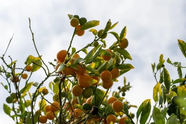 Un árbol de naranjas.