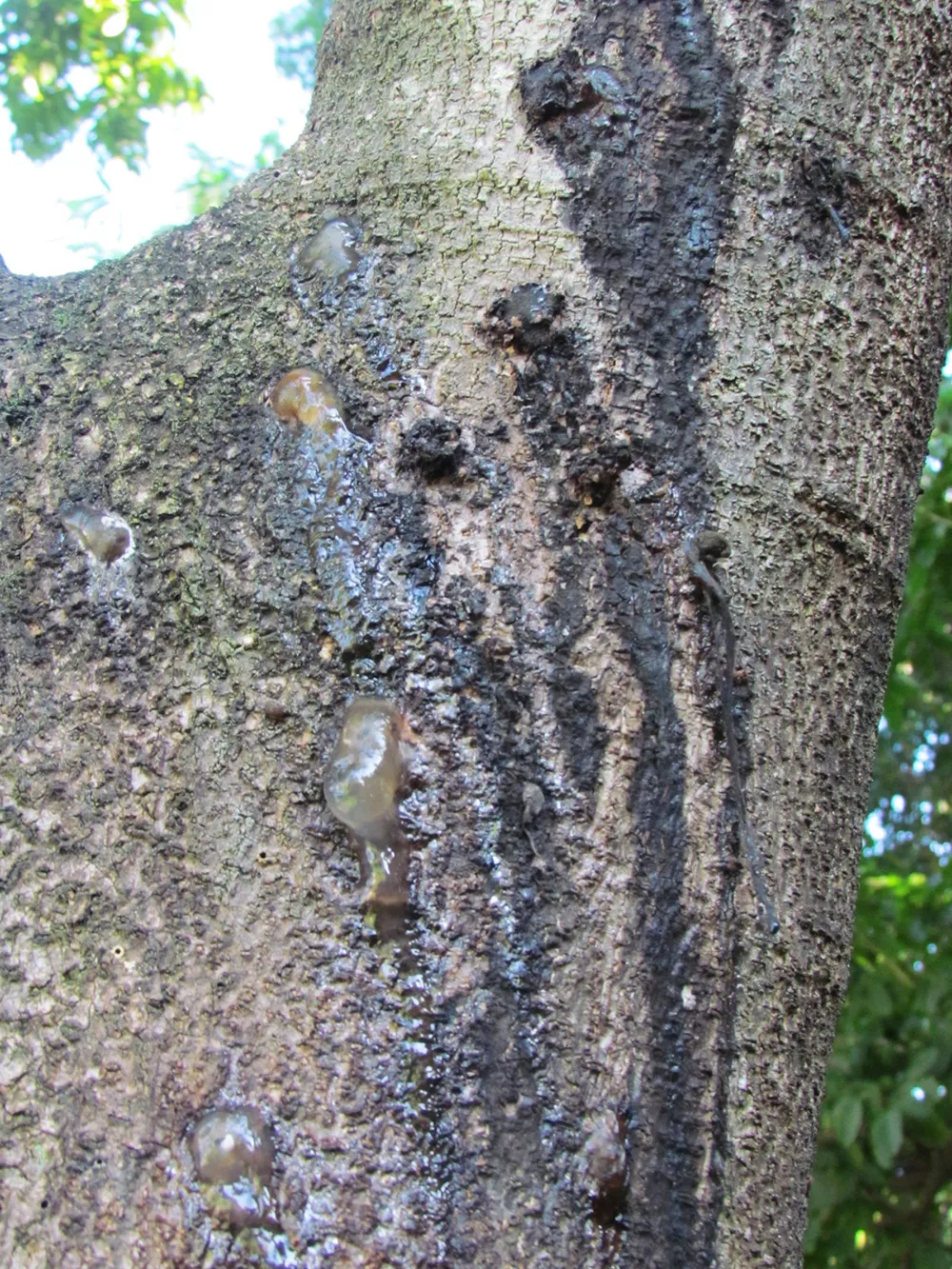 Gumming and staining on Moreton Bay Chestnut