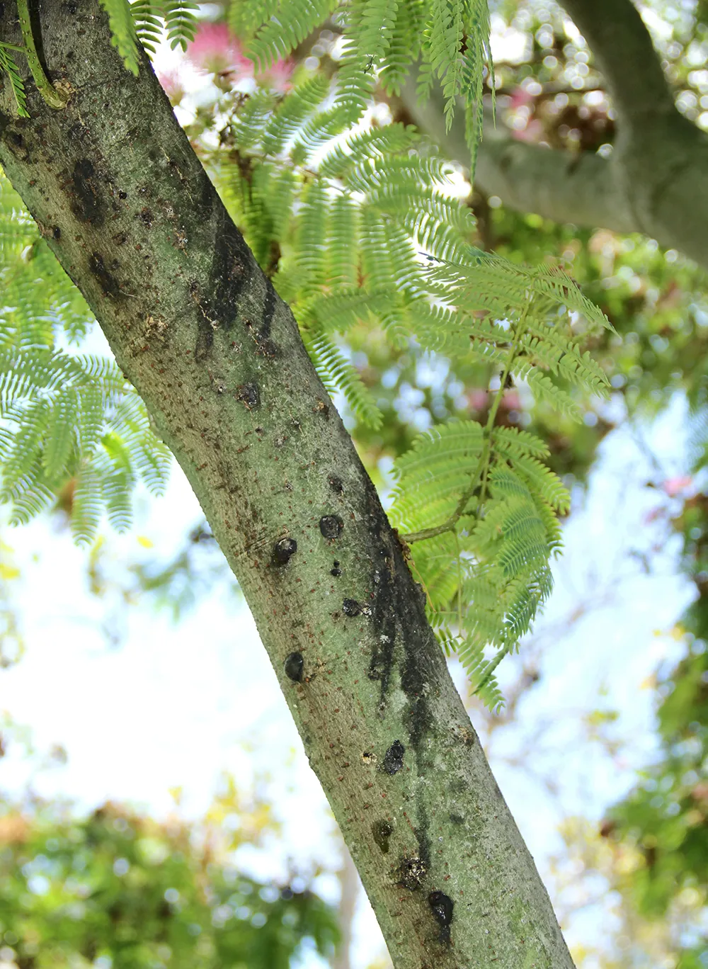 Gumming response to an ISHB attack on a silk tree