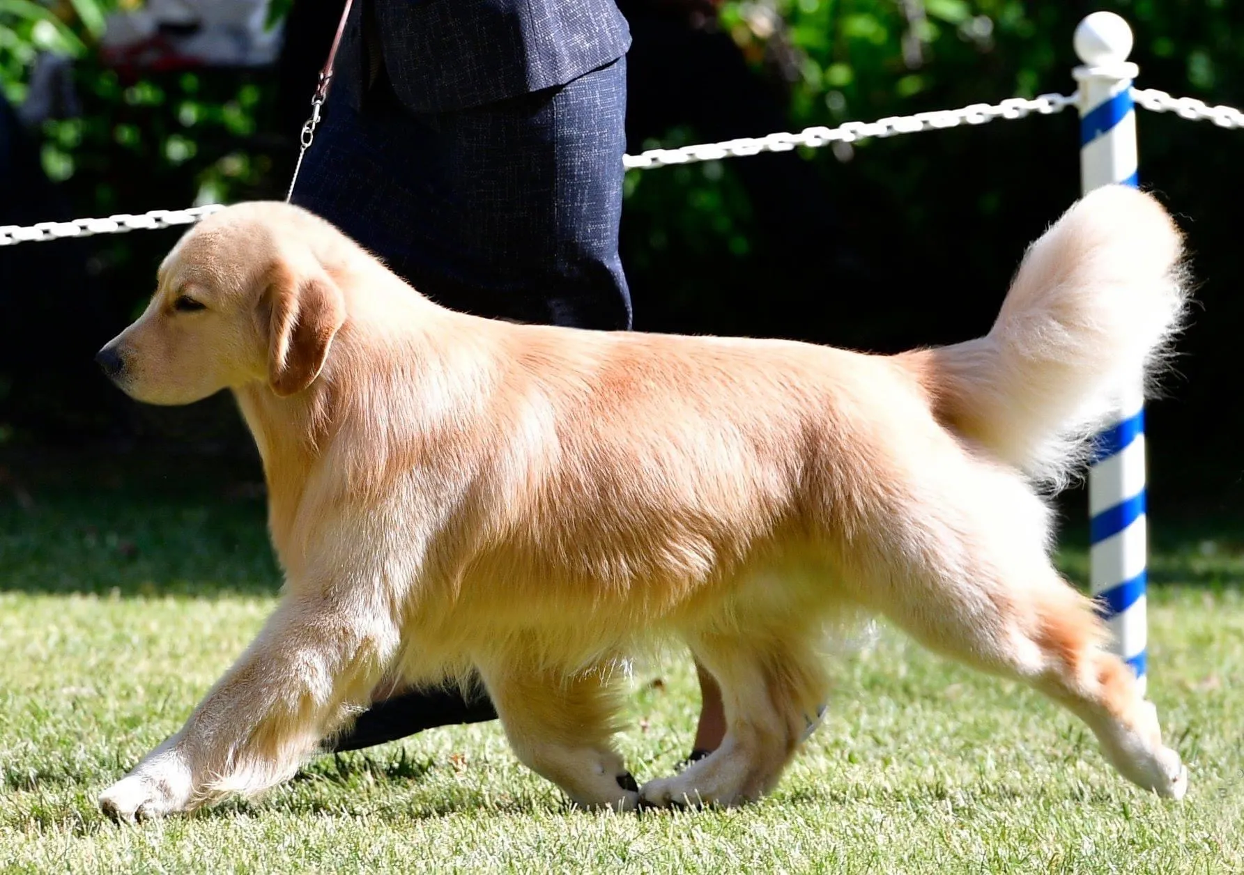 Oliver, a golden retriever, participating in an AKC event. (Photo courtesy of Joanna Chiu)