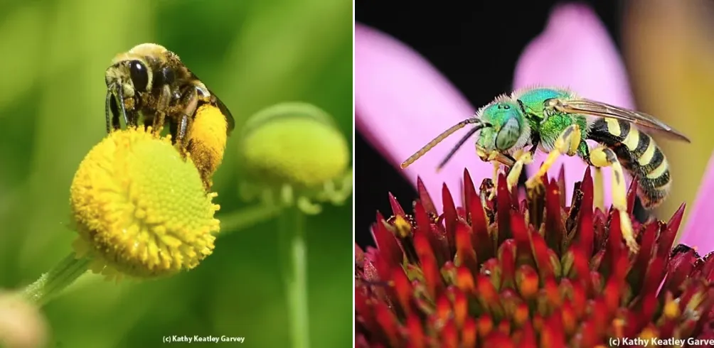 Svastra obliqua expurgata and Agapostemon texanus