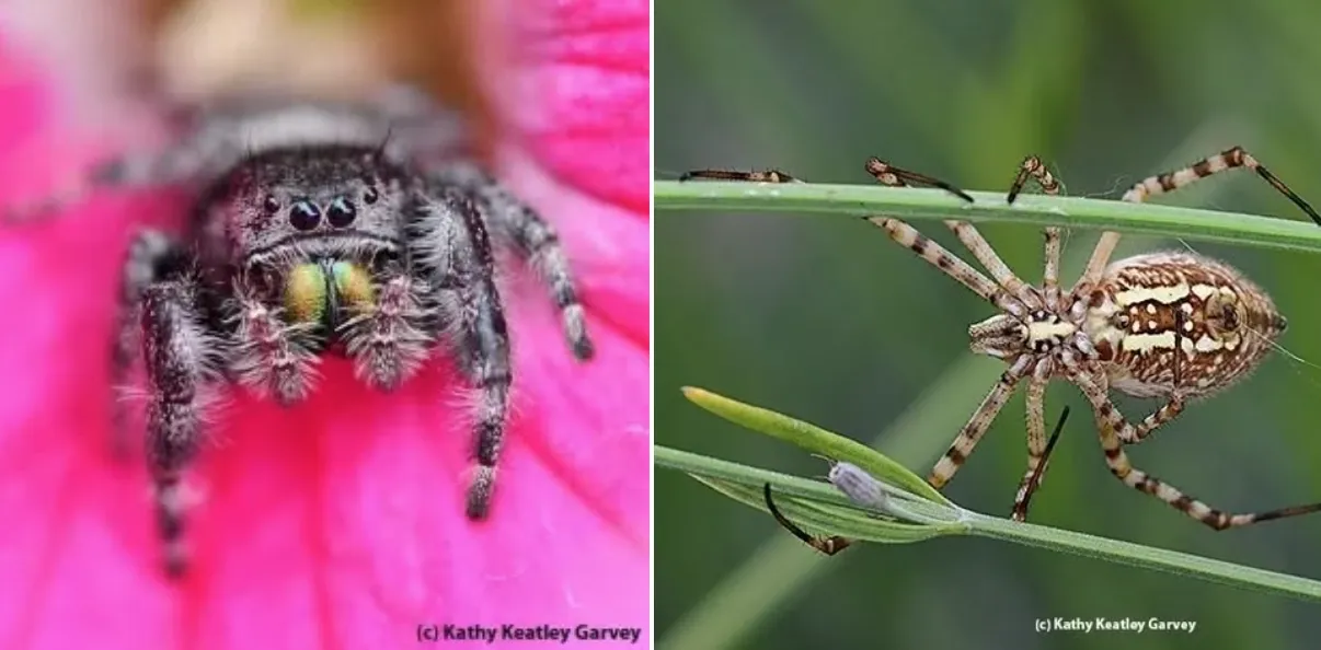 A jumping spider and a banded garden spider (Argiope trifasciata)