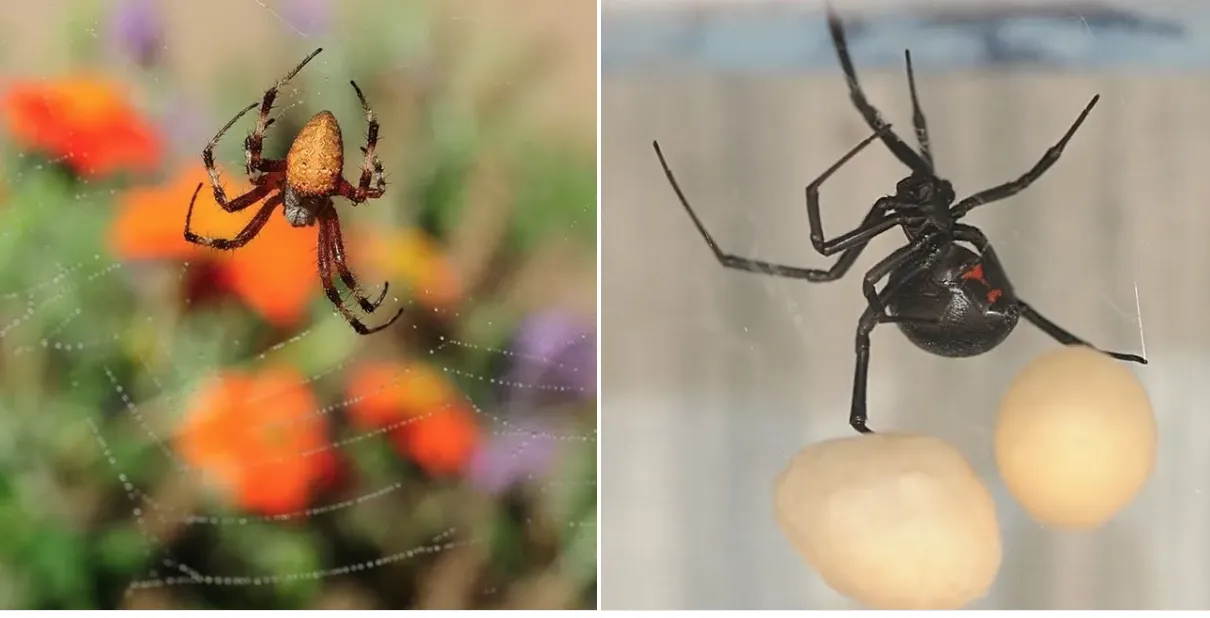 A redfemured spotted orbweaver, Neoscona domiciliorum, and a black widow spider.