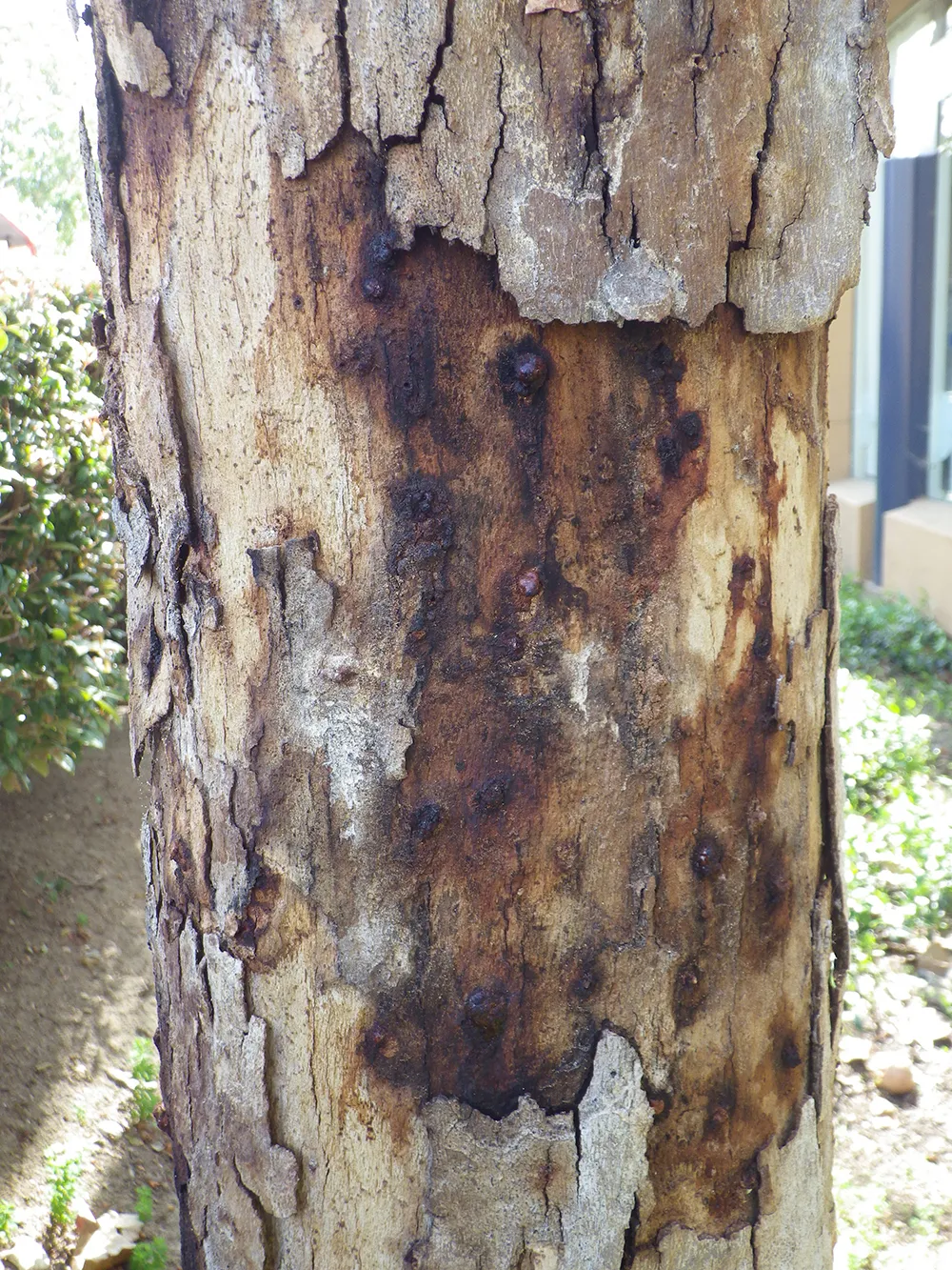 Staining beneath peeling bark on heavily infested Mexican sycamore