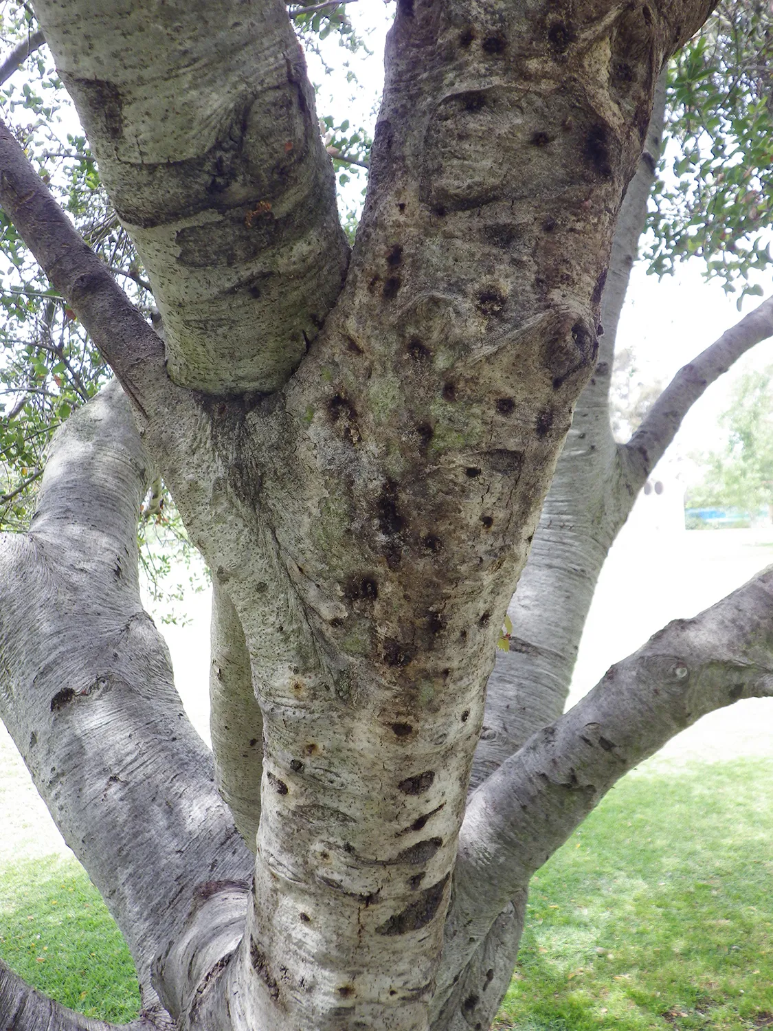 Staining on branches of Coast live oak due to ISHB infestation