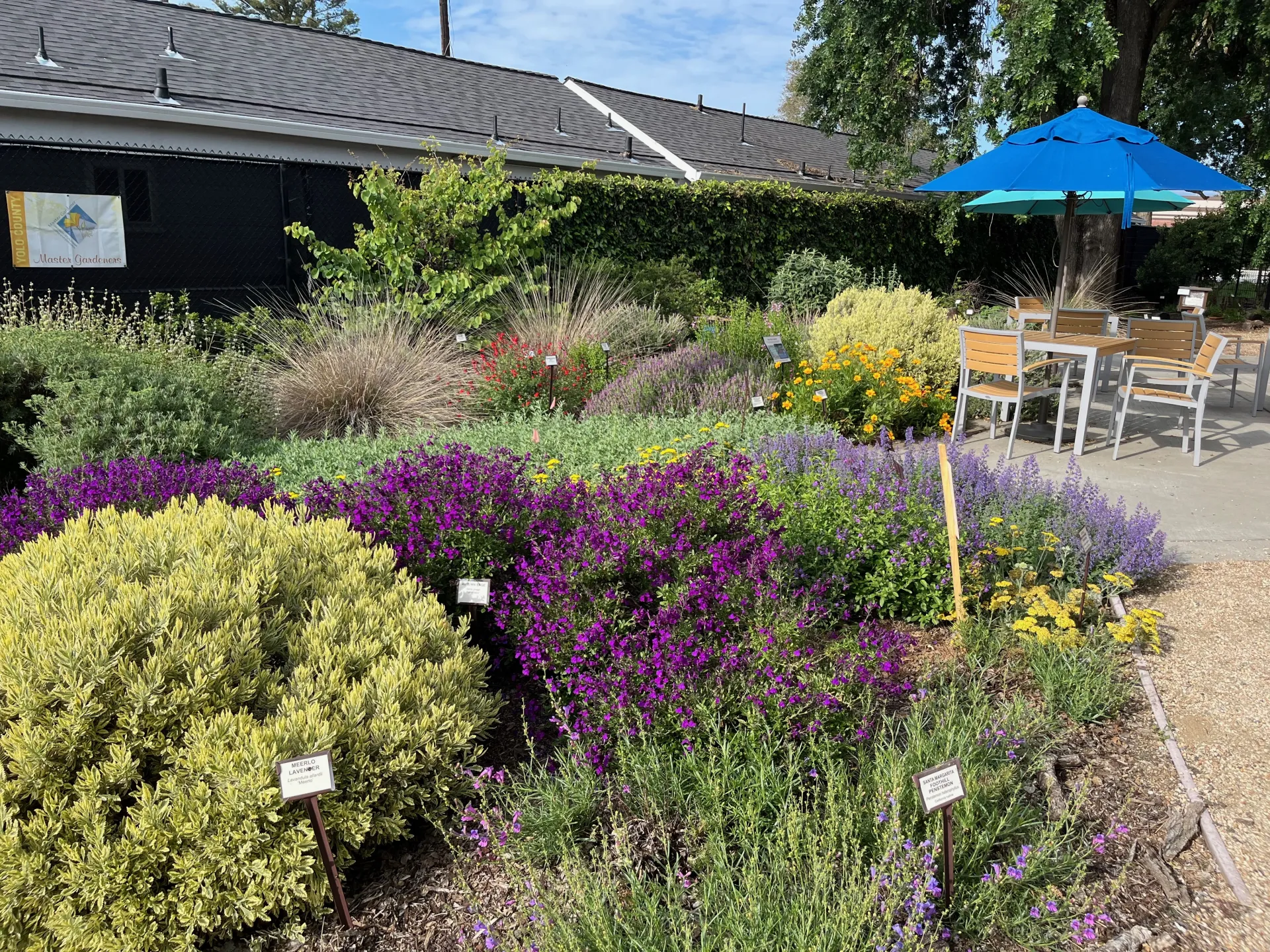 Photo of the beautiful Winters Community Library Teaching Garden with a variety of labeled plants. 