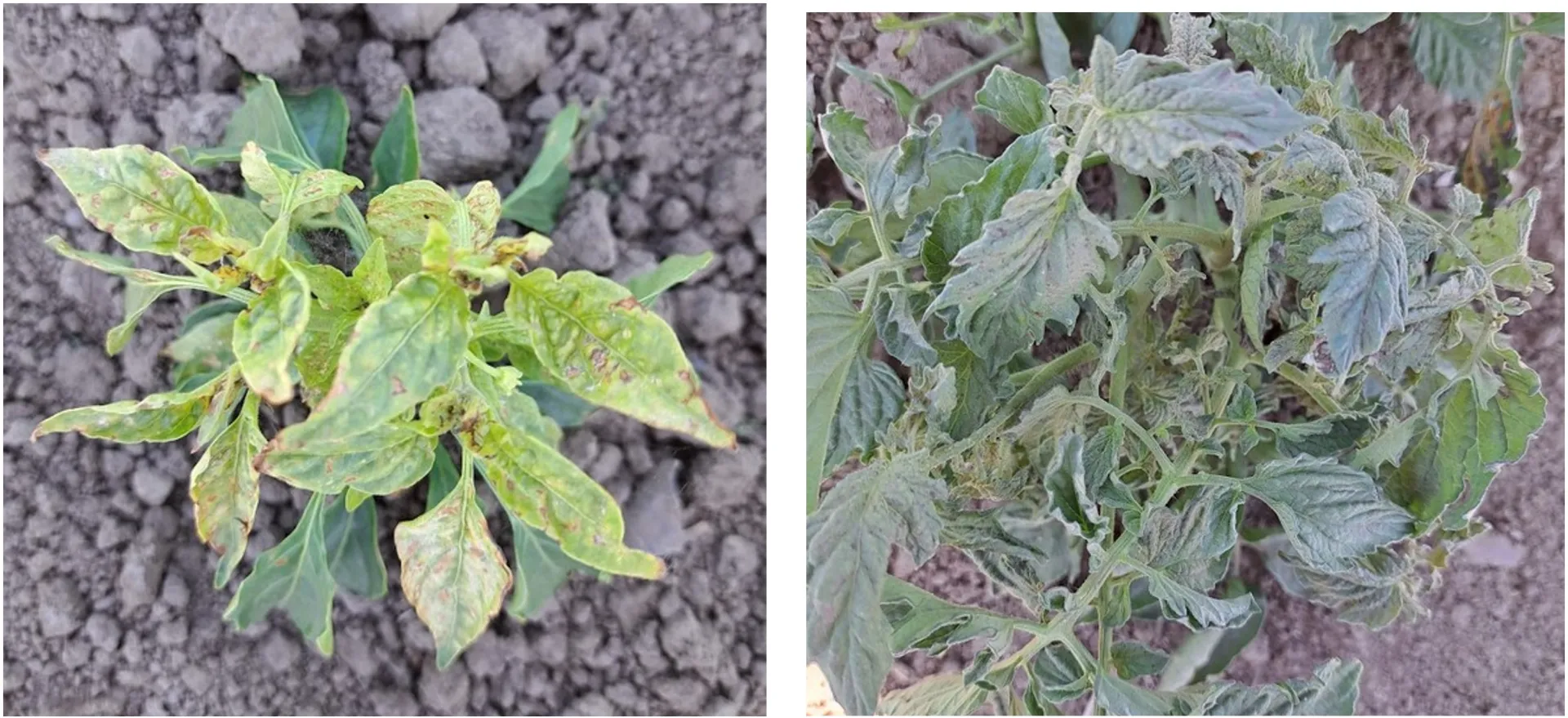 symptoms on young tomatoes and peppers