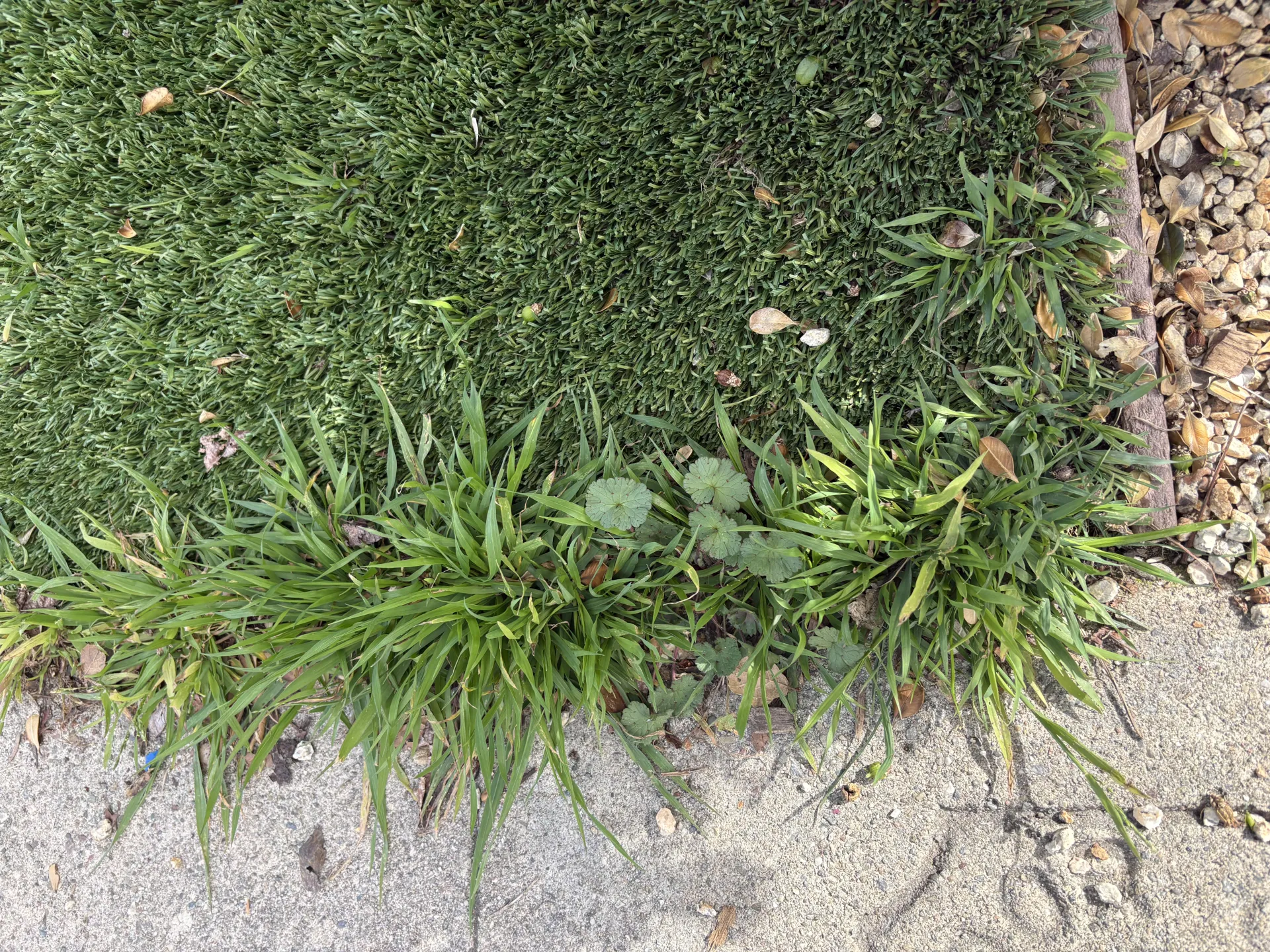 Weeds in and around artificial turf