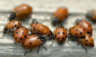 Lady bugs