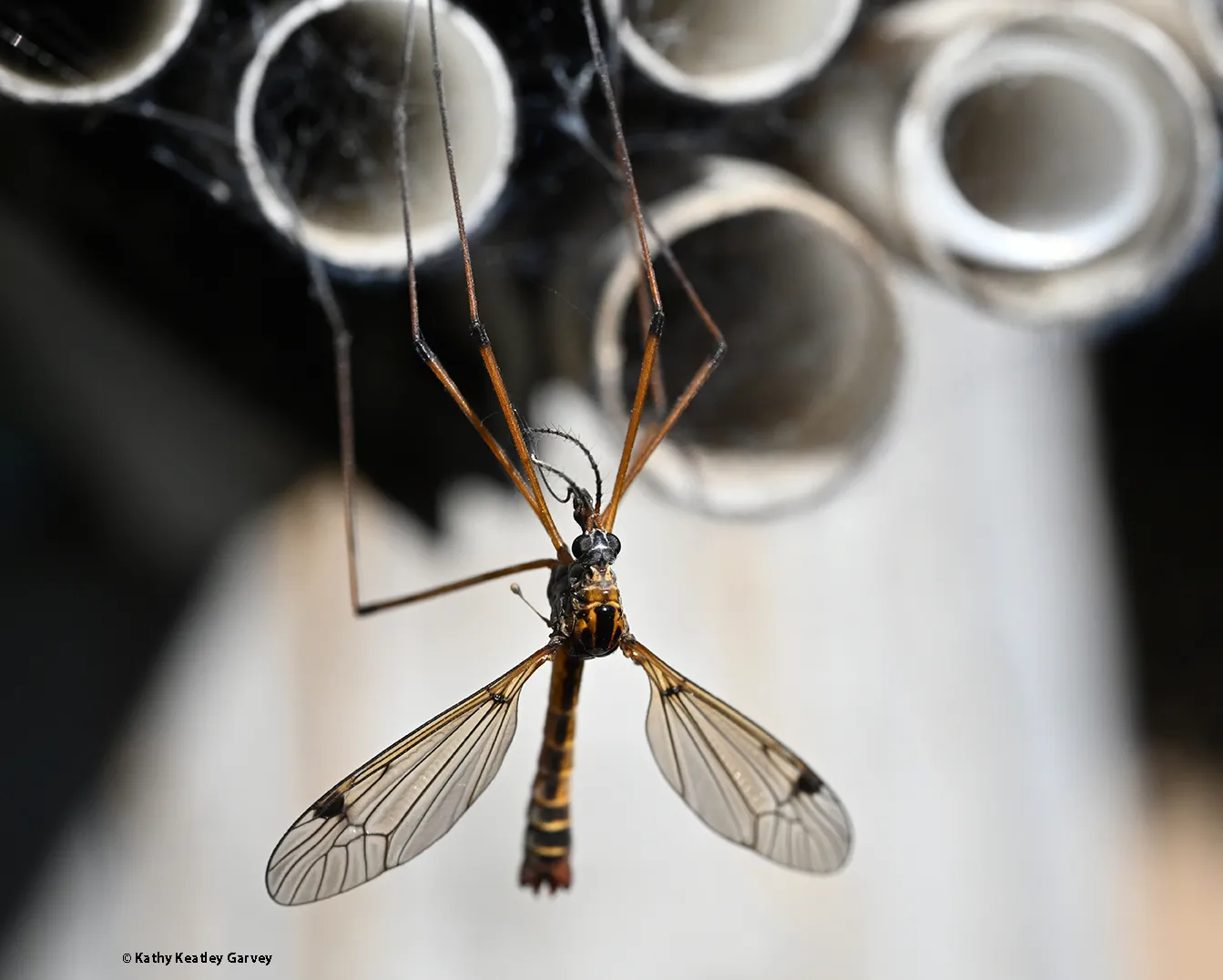 Crane fly caught in a spider web by a bee condo. (Photo by Kathy Keatley Garvey)