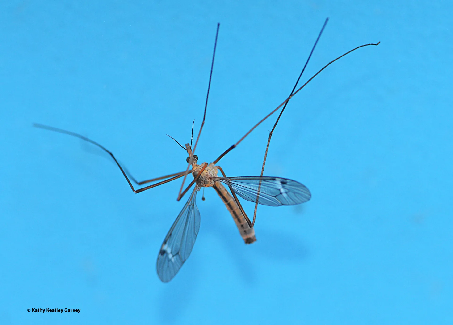 Crane fly against blue sky. (Photo by Kathy Keatley Garvey)